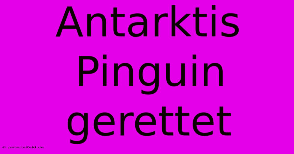 Antarktis Pinguin Gerettet