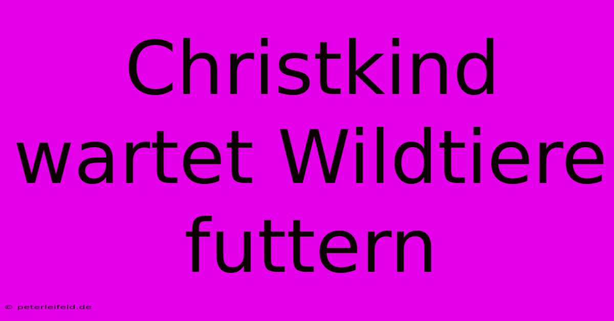 Christkind Wartet Wildtiere Futtern