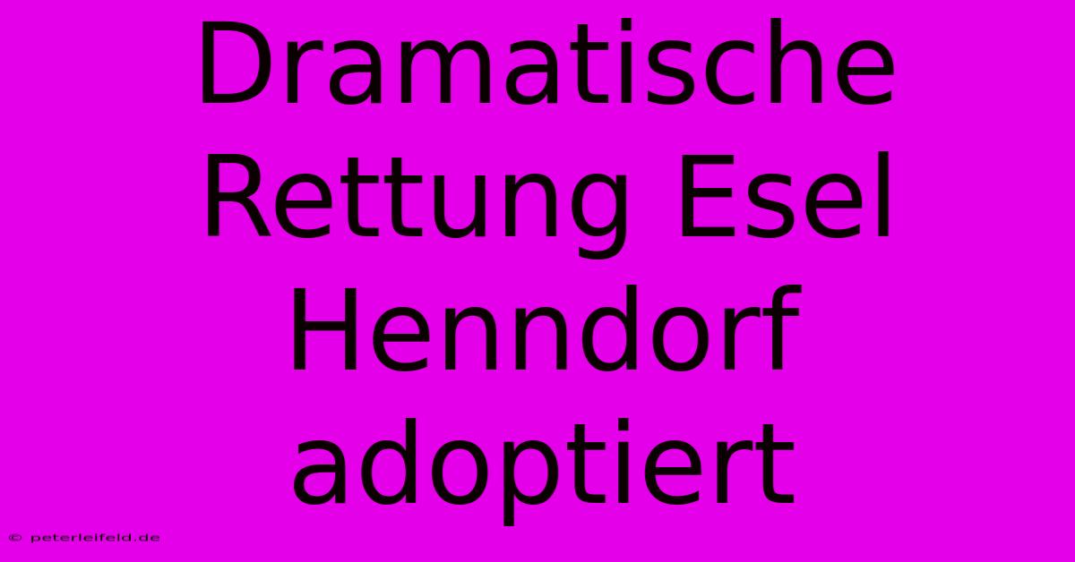 Dramatische Rettung Esel Henndorf Adoptiert