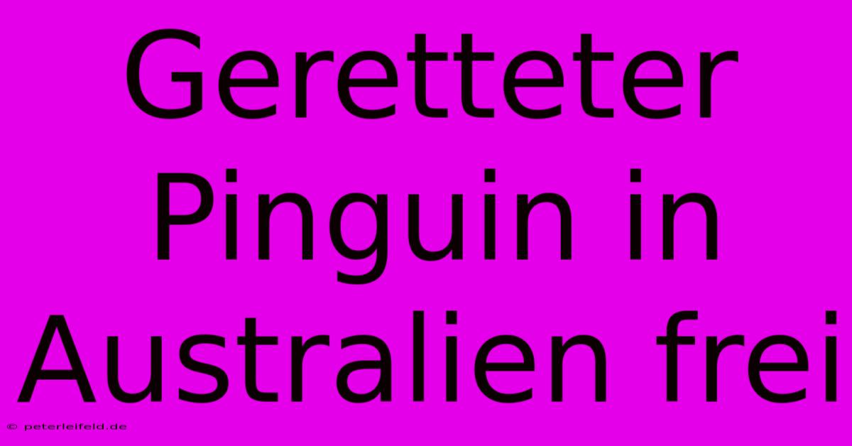 Geretteter Pinguin In Australien Frei