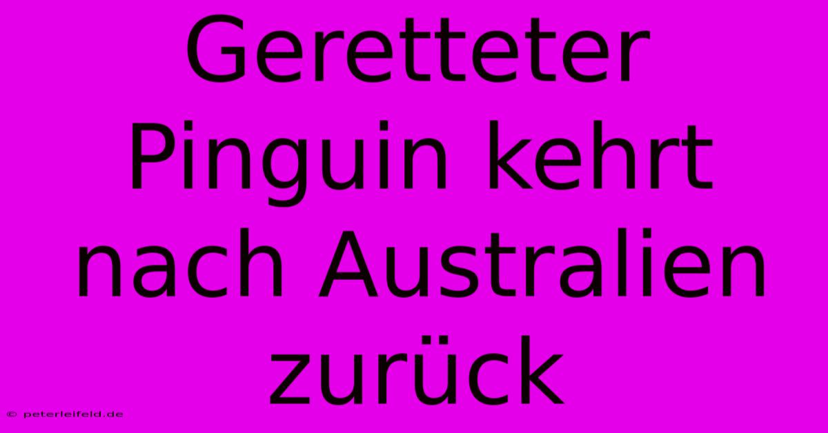 Geretteter Pinguin Kehrt Nach Australien Zurück