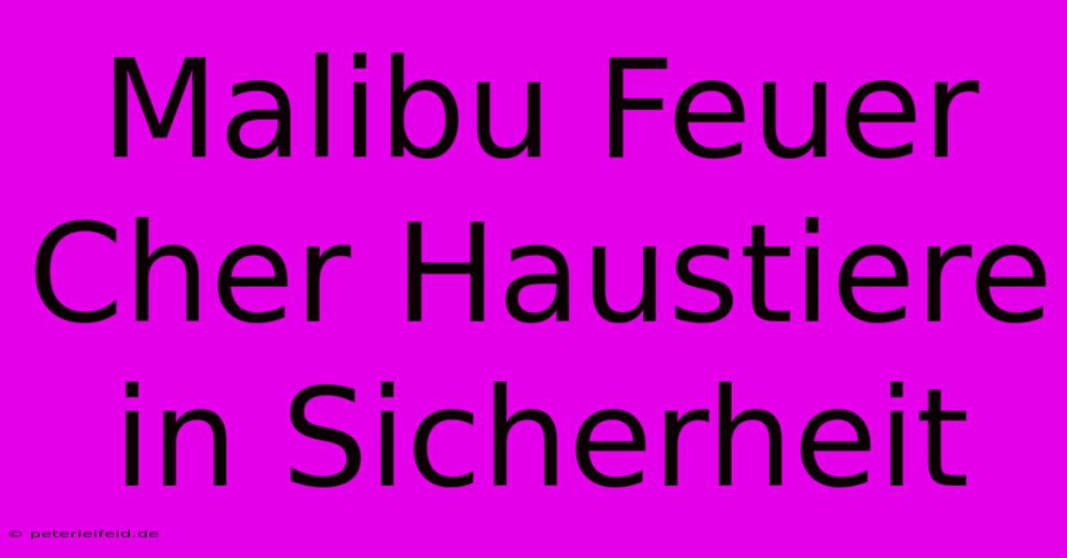 Malibu Feuer Cher Haustiere In Sicherheit