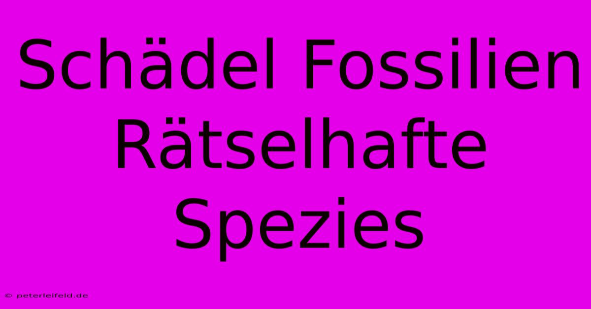 Schädel Fossilien Rätselhafte Spezies