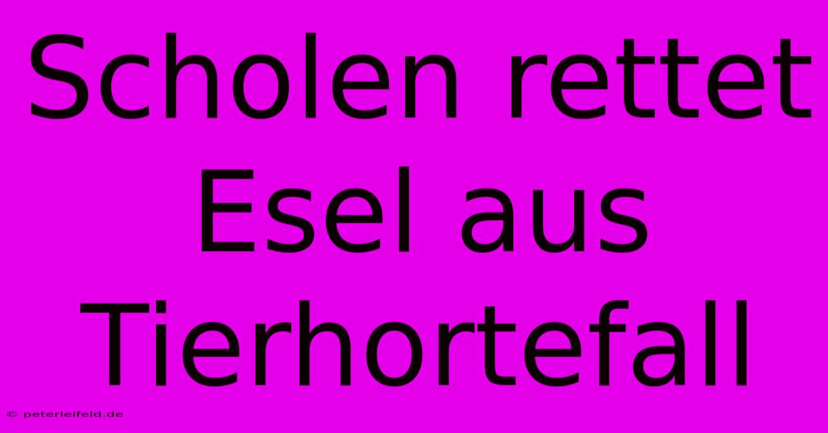 Scholen Rettet Esel Aus Tierhortefall