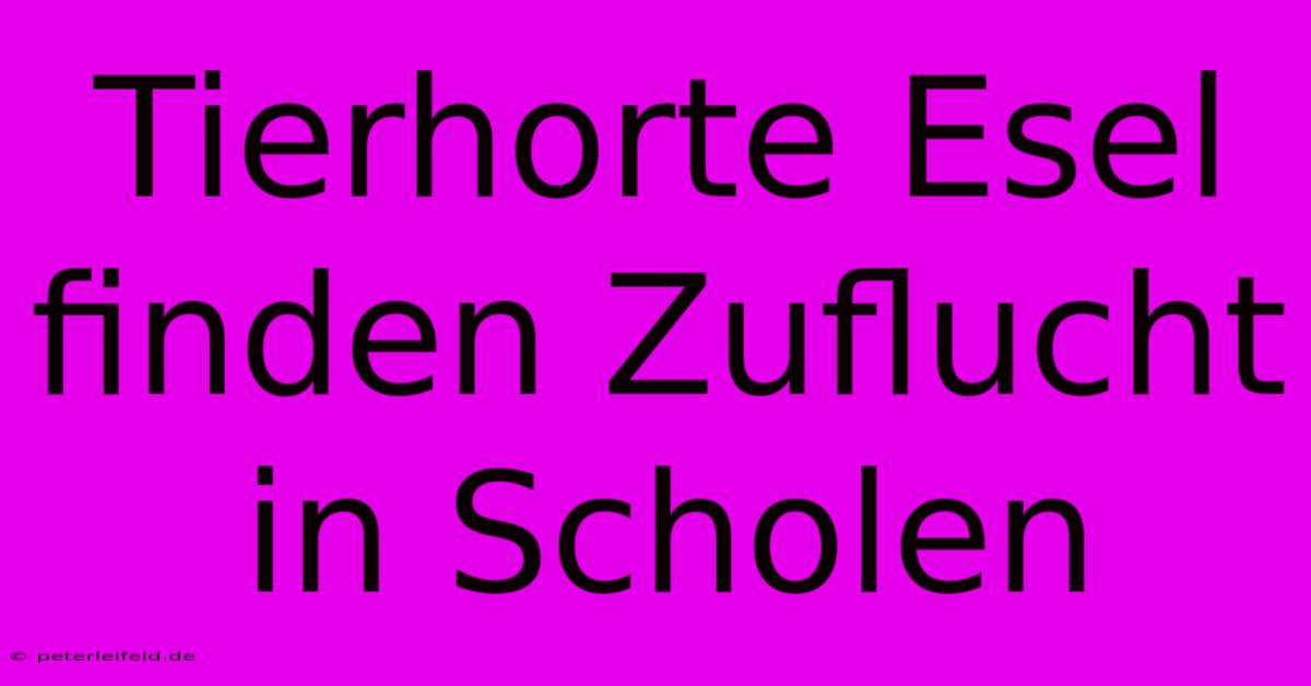 Tierhorte Esel Finden Zuflucht In Scholen