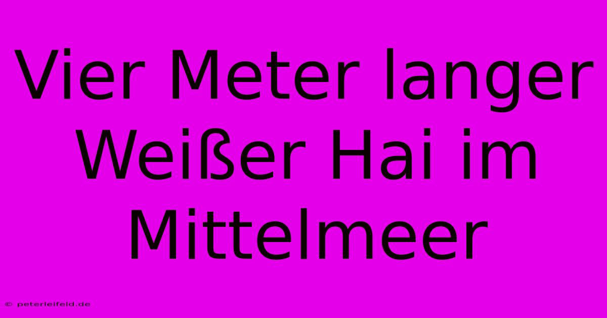 Vier Meter Langer Weißer Hai Im Mittelmeer