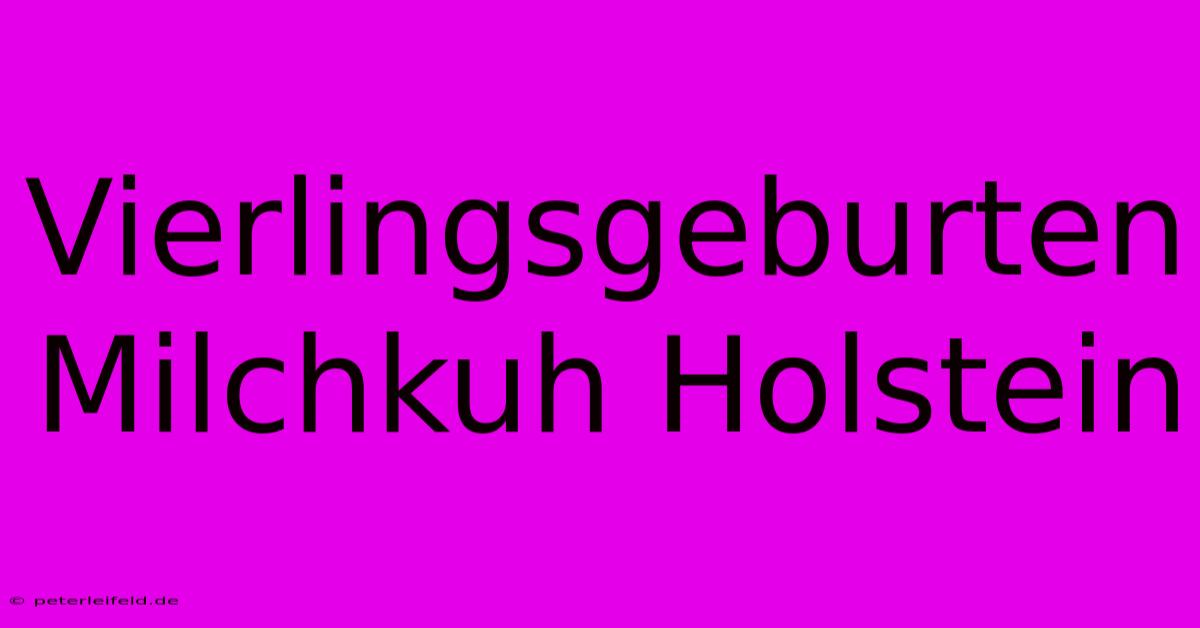 Vierlingsgeburten Milchkuh Holstein