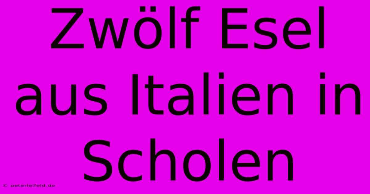 Zwölf Esel Aus Italien In Scholen